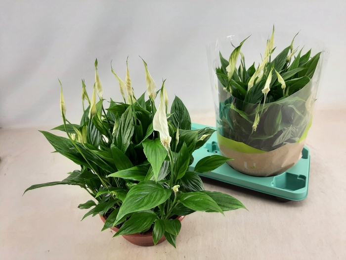 <h4>SPATH BELLINI</h4>