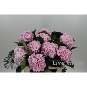 Hydrangea lollipop pink