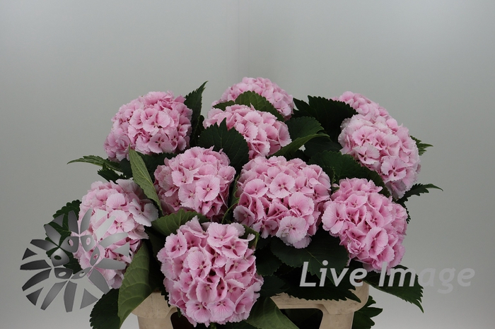 <h4>Hydrangea lollipop pink</h4>