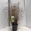 Miscanthus Adagio