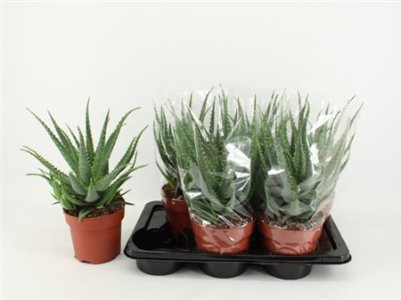 <h4>Aloe Arborescens</h4>