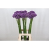 Allium Gladiator