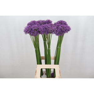 Allium Gladiator