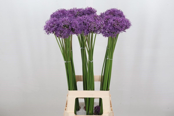 Allium Gladiator