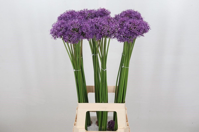 <h4>Allium Gladiator</h4>