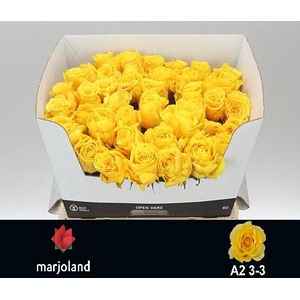 R GR PALMARES! JONG GEWAS 3-3 A2