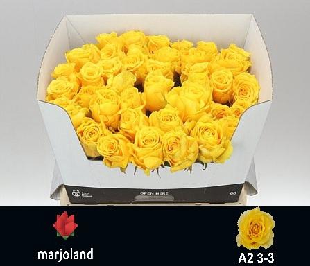 <h4>R GR PALMARES! JONG GEWAS 3-3 A2</h4>