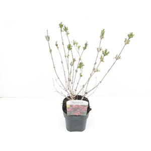 Weigela flor. Nana Purpurea