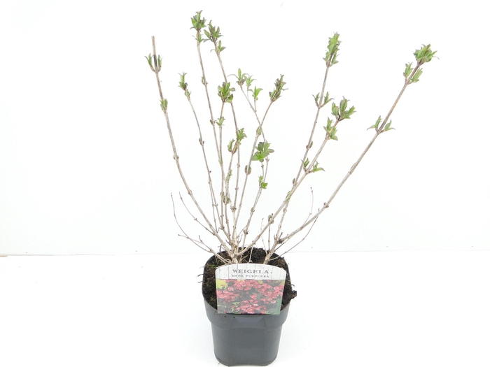 <h4>Weigela flor. Nana Purpurea</h4>