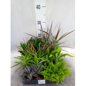 Planten  ..mix
