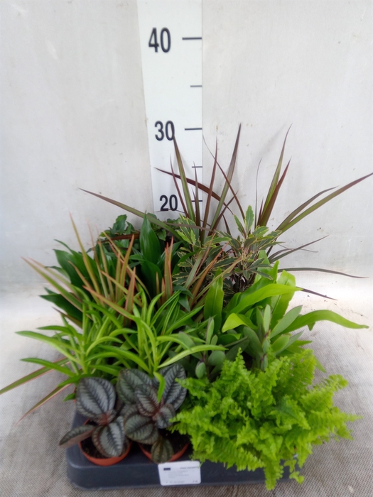 <h4>Planten  ..mix</h4>