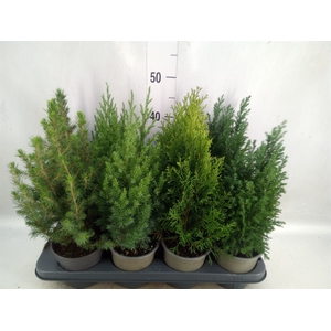 Conifers   ...mix