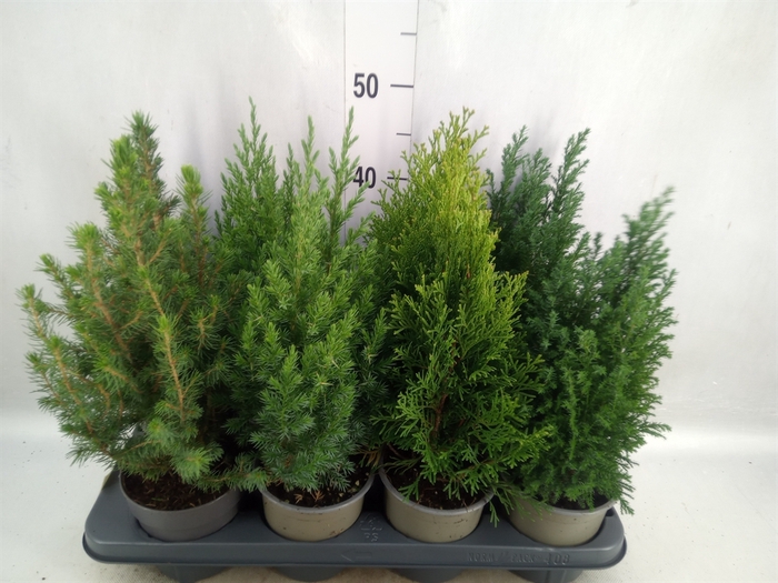 <h4>Conifers   ...mix</h4>