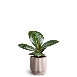 FICUS ELASTICA P7 NORDIC SOFIA