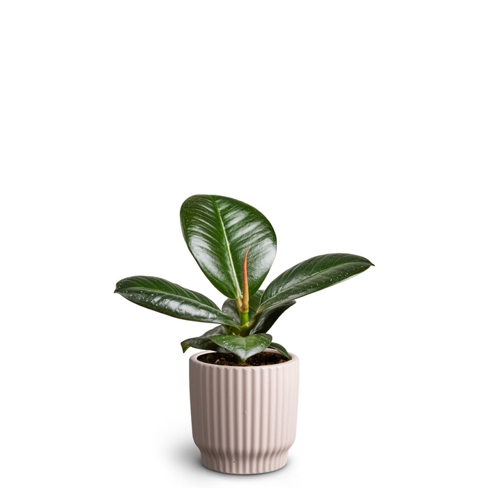 <h4>FICUS ELASTICA P7 NORDIC SOFIA</h4>