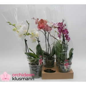 PHAL GEM