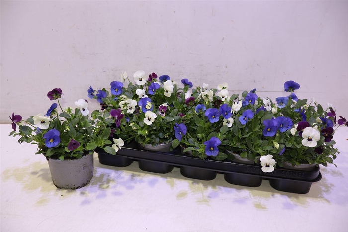 <h4>Vio Co Tw Gem</h4>