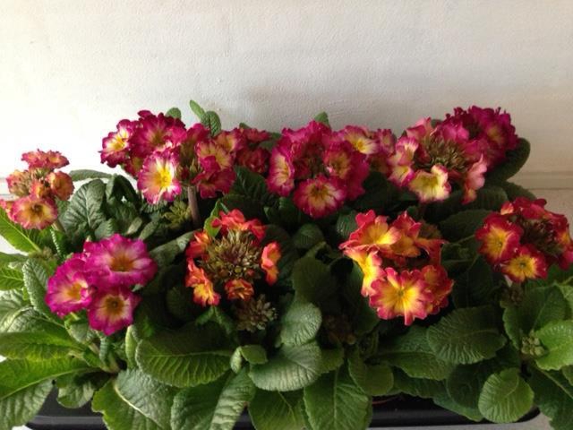 <h4>PRIMULA VERIS</h4>