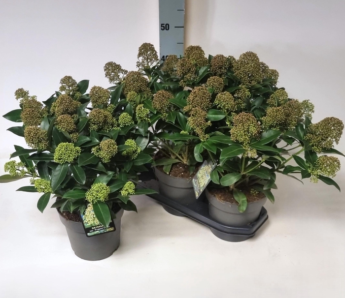 <h4>SKIM J FRAG CLOUD</h4>