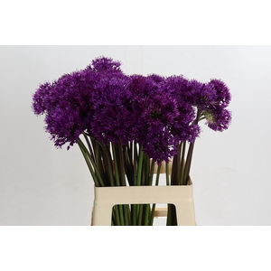 Allium Purple Sensation
