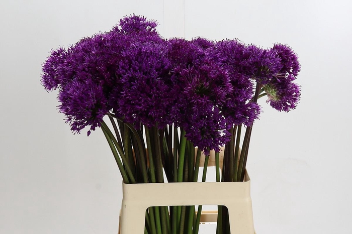 <h4>Allium Purple Sensation</h4>