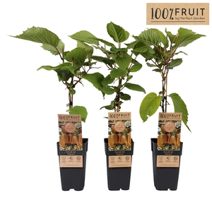 Actinidia deliciosa Hayward P15