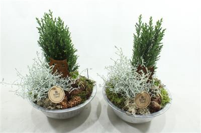 <h4>2726 Zink+conifeer Amar</h4>