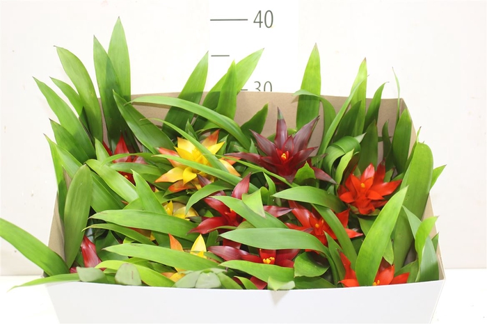 <h4>Guzmania Gemengd</h4>