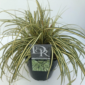 Graminées Carex 'Evergold'