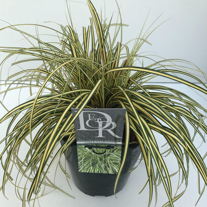 <h4>Graminées Carex 'Evergold'</h4>