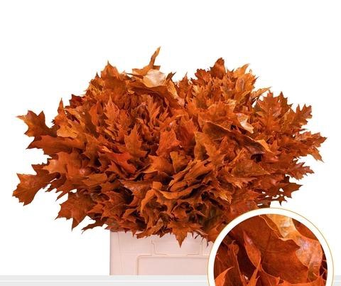 <h4>QUERC RUBRA 60CM FROST ORANGE</h4>