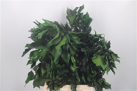 <h4>Stabi Hedera Green Per Bunch</h4>