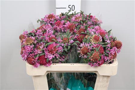 <h4>Scab At F Bicolor Pink Scoop</h4>