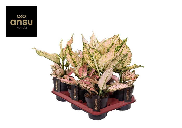 <h4>Aglaonema Rosy</h4>