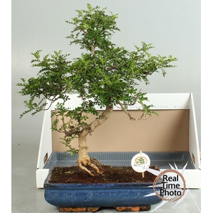BONSAI GEM