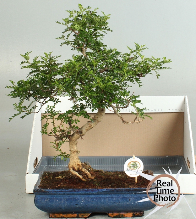 <h4>BONSAI GEM</h4>