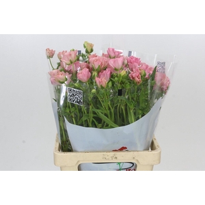 Ranunculus Butterfly Isis