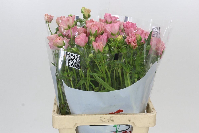 <h4>Ranunculus Butterfly Isis</h4>