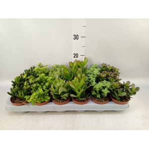 Crassula   ...mix