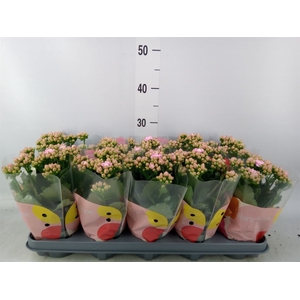 Kalanchoe  'MoreFlow Lillian'