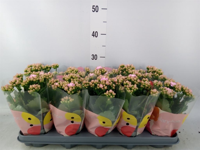 <h4>Kalanchoe  'MoreFlow Lillian'</h4>