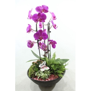 0529 EBBI CASCADE ROZE