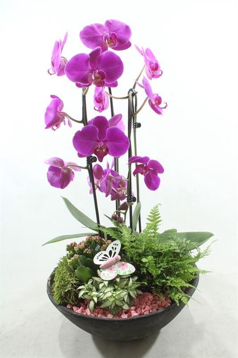 <h4>0529 EBBI CASCADE ROZE</h4>