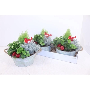 ARR TUINPLANTEN