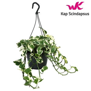 Scindapsus (Epipremnum) N'Joy Hang