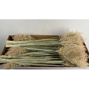 DF Miscanthus Dry Feather