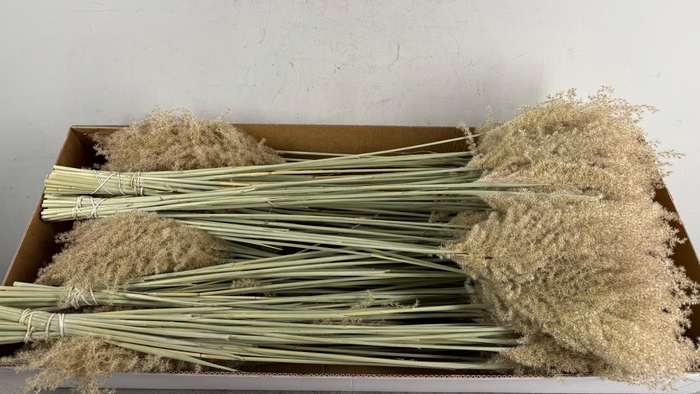 <h4>DF Miscanthus Dry Feather</h4>