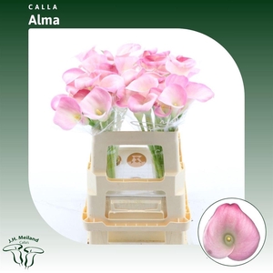 Calla Alma | XL