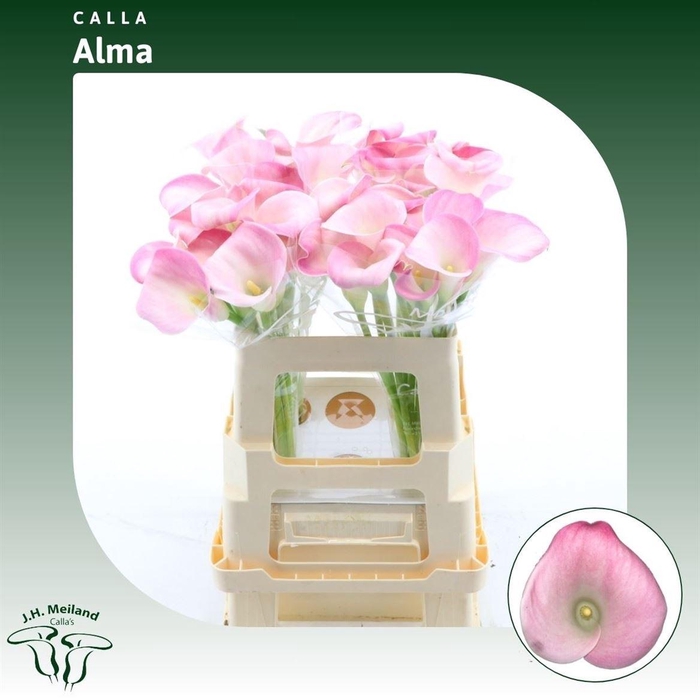 <h4>Calla Alma | XL</h4>