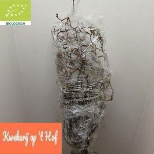 <h4>CORYL AV CONTORTA</h4>